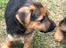 BORDER TERRIER X JRT