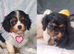 Beautiful cavalier king charles puppies