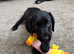 Black labrador puppy
