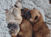 Chow chow puppies