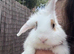 Lionhead
