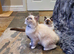 Beautiful GCCF Registered Ragdoll Kittens