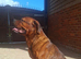 Beautiful Dogue de Bordeaux/Rottweiler boy needing a home