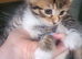 Kittens
