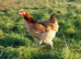 Wheaten Marans &ndash; Hatching Eggs