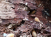 Isopods, millipedes and beetles