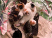 Mixed breed kittens