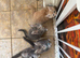 Maine coon kittens