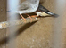 Beautiful diamond doves