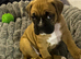 Red and white boxer pups for sale