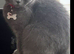Loving bsh female