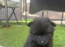 Beautiful Pomeranian Puppies for Sale