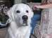 Cream golden retriever for stud dog