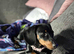 Miniature dachshund female black and tan