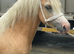Pretty 3 year old gelding