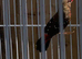 Strawberry Finches