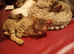 Savannah Kittens for Sale TICA Registered