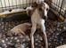 Italian greyhound pups for sale