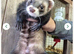 Ferrets last 3 boys