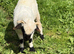 Beautiful Valais Blacknose ewe lamb 5 months old