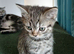 Bsh.Scottish straight mix.