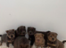 Stunning tan point bear coat sharpei&rsquo;s