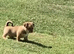 Stunning short haired boy chihuahua