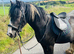 Cob gelding