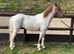 Stunning SHP Type Youngster