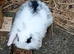 Mini lion lop male 8 weeks