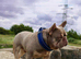 Pati's Prestige Pups- KC registered French Bulldog puppies