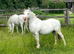 Welsh Section A registered ponies