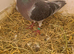 Lovely bird
