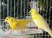 Pair of stunning German roller canarys