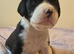 Mum is a spaniel cross staffy and Dad is a chocolate lab