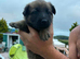 German Shepard x Belgium Mali pups