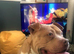 American Bully Pocket
