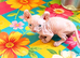 GORGEOUS ELF EARED SPHYNX BOY KITTEN