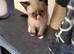 British short hair blue x ragdoll