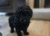F1bb cavapoo puppy ready now
