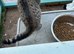 Adorable British shorthair cross girl