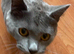 8 month old tom British shorthair