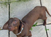 Dachshund male for sale