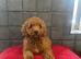 Stunning Red Minature Poodle Girl