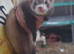 2 Gill ferrets