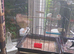 2 pair's of zebra finches.