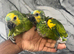 Hand-Rearing Baby Friendly Super Tame Cuddly Blue Front Amazon Parrot,3