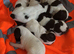 7 English springer spaniel puppies