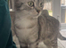 Female cats