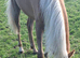 REGISTERED SEC B PALOMINO FILLY 15 MONTHS OLD.